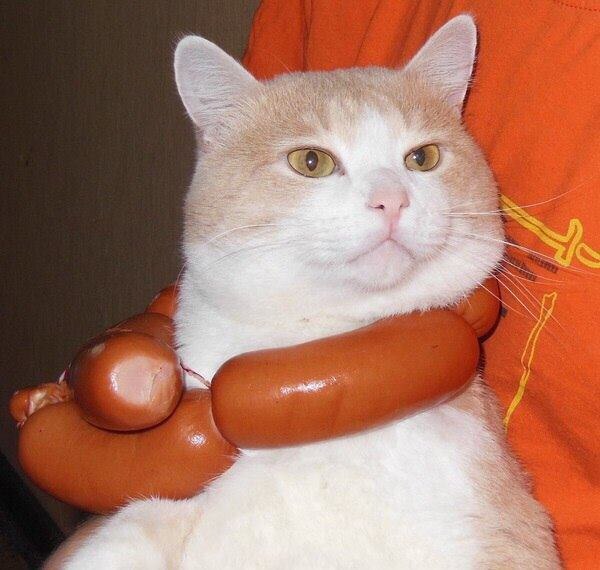 Прикольных котов пост