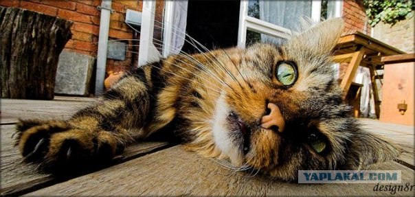 Котовторник на ЯПлакалъ (15.07.2008)