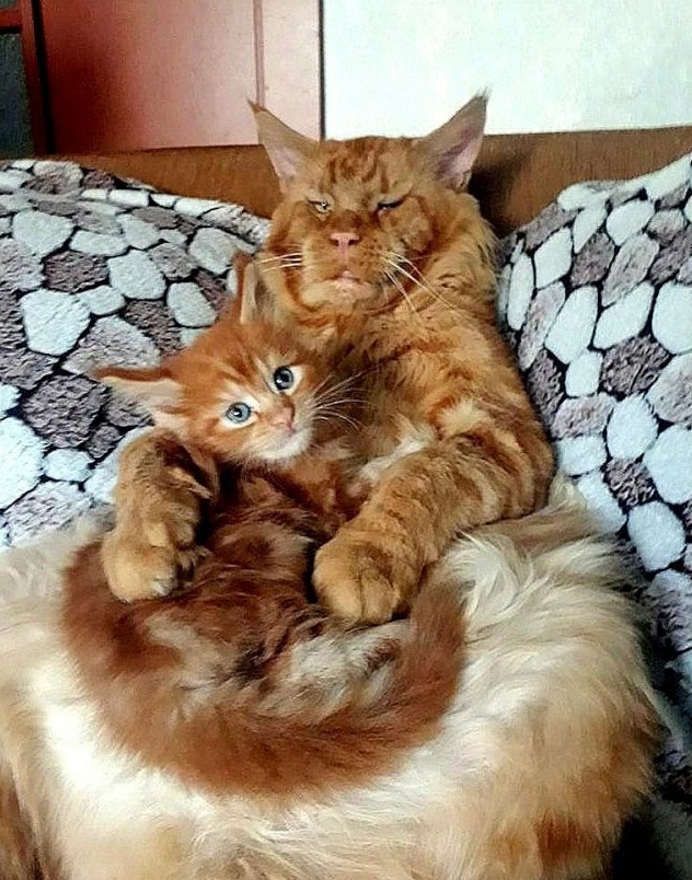 Прикольных котов пост