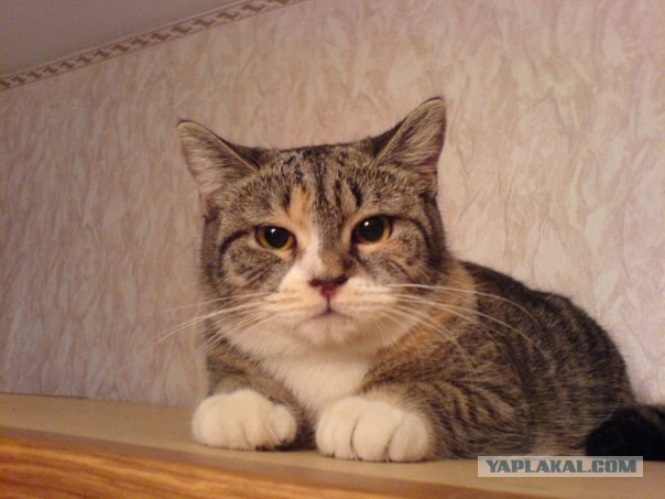 Забыли котовторник? А вот он!