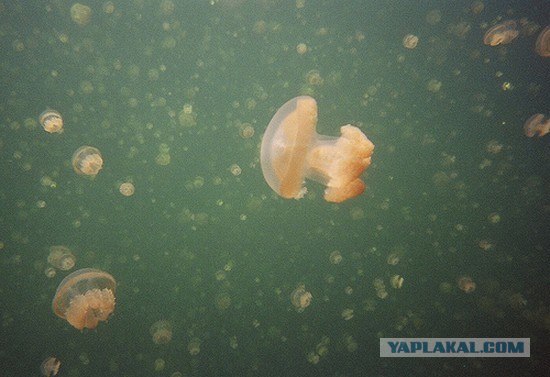 Миллионы медуз в одном озере