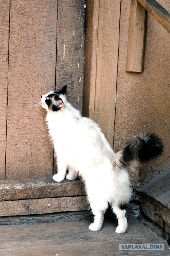 Котовторник на 22 июня