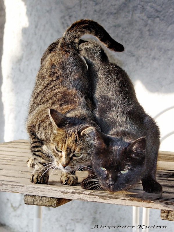 Супер-котофото на котовторник