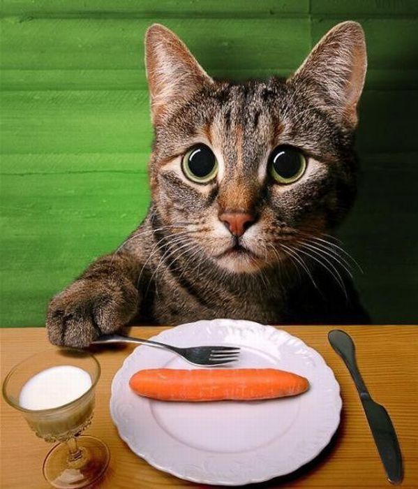 Котовторник! 11.10.11