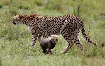 National Geographic выбрал лучшие фото 2018 года. Глядя на них, жалеешь, что фотограф — не ты