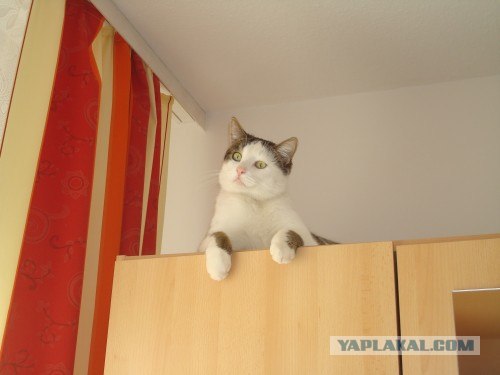 Котовторник (07.02.2012)