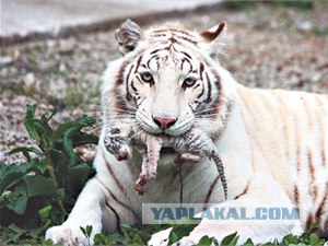 Тигрюля родила сразу четверых малышей