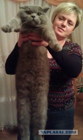 Котовторник 29.05.2012