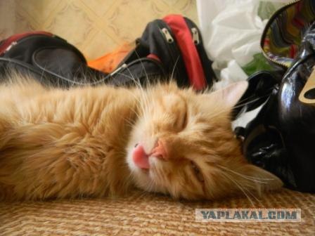 Котовторник 31.07.2012 г.