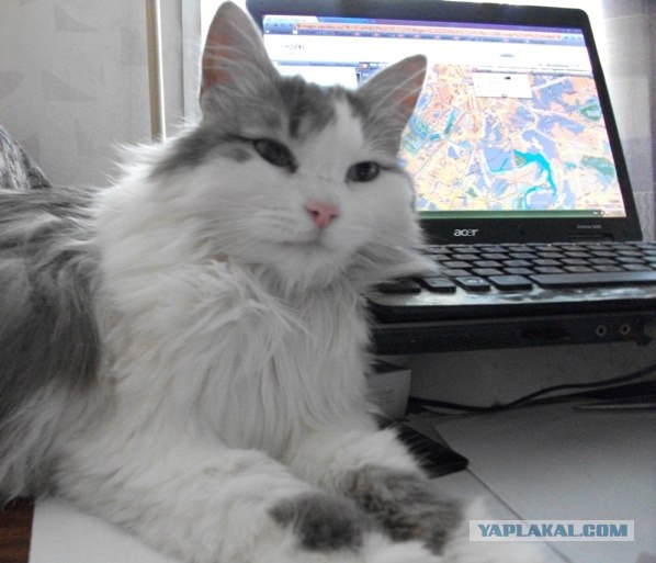 Котовторник  14.08.2012.