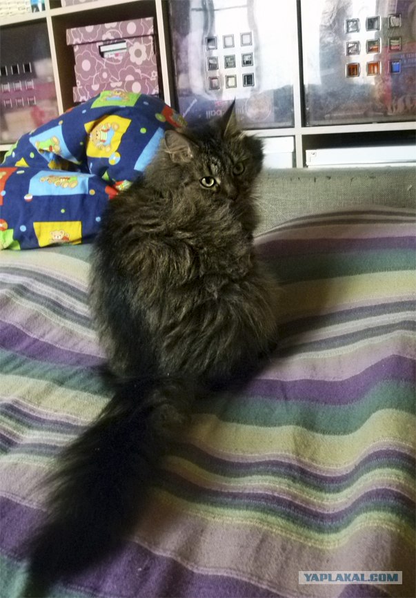 Котовторник  28.08.12