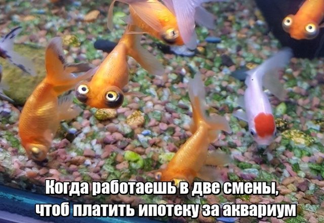 Анекдоты, соц-сети и картинки с надписями