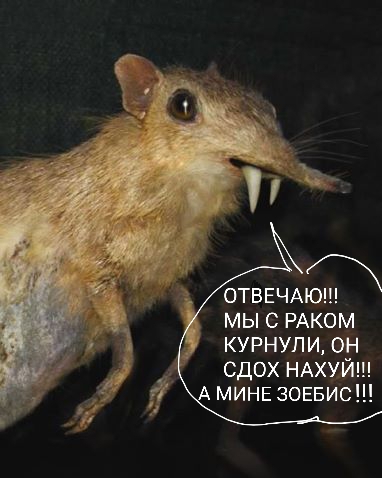 Марихуана укрепляет иммунитет и убивает раковые клетки