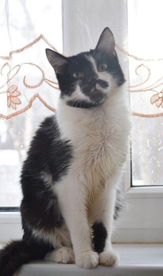 Котики
