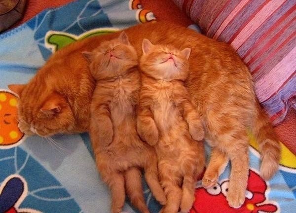 Подборка душевных фотографий, которые восполнят нехватку добра