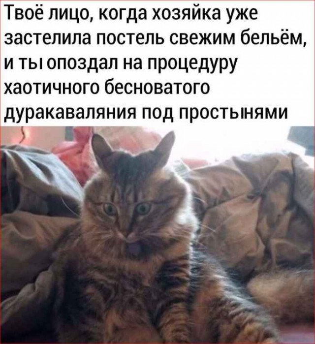Картинки и мемы, всем прекрасных выходных