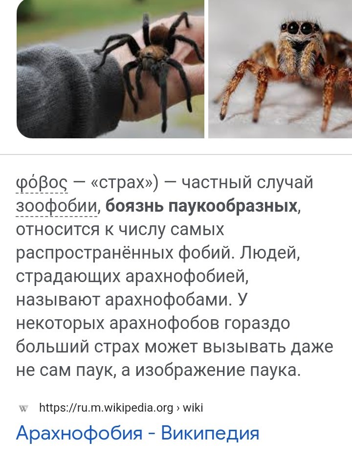 Пауки боятся света. Пауки для арахнофобов.