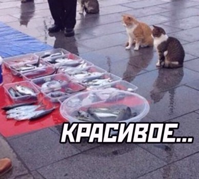 Посмотрите и на моих рыбов