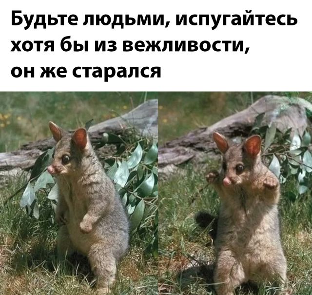 Весёлый полтишок 5.08.22