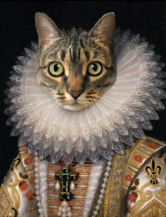 Рыцари коты