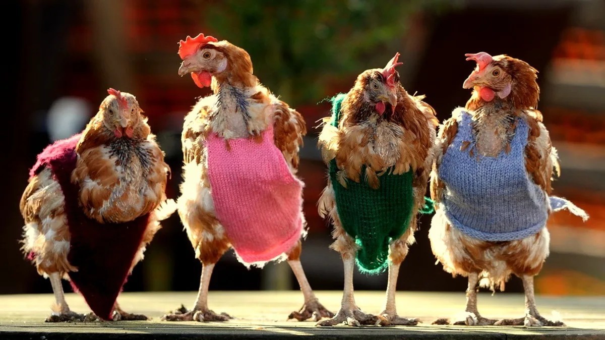 Как ходит курица. Три курицы. Смешная курица. Курочка в платье. Модная курица.