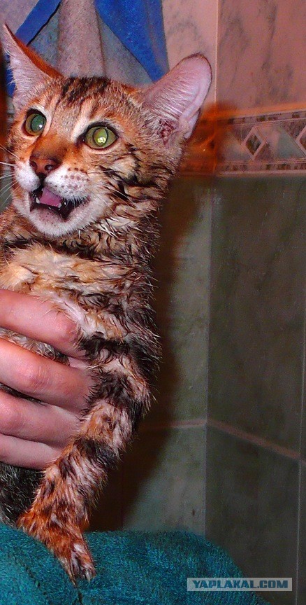 О бенгальских котах на наглядном примере