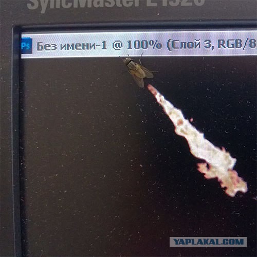 Сегодня на работе, ко мне прилетала муха.