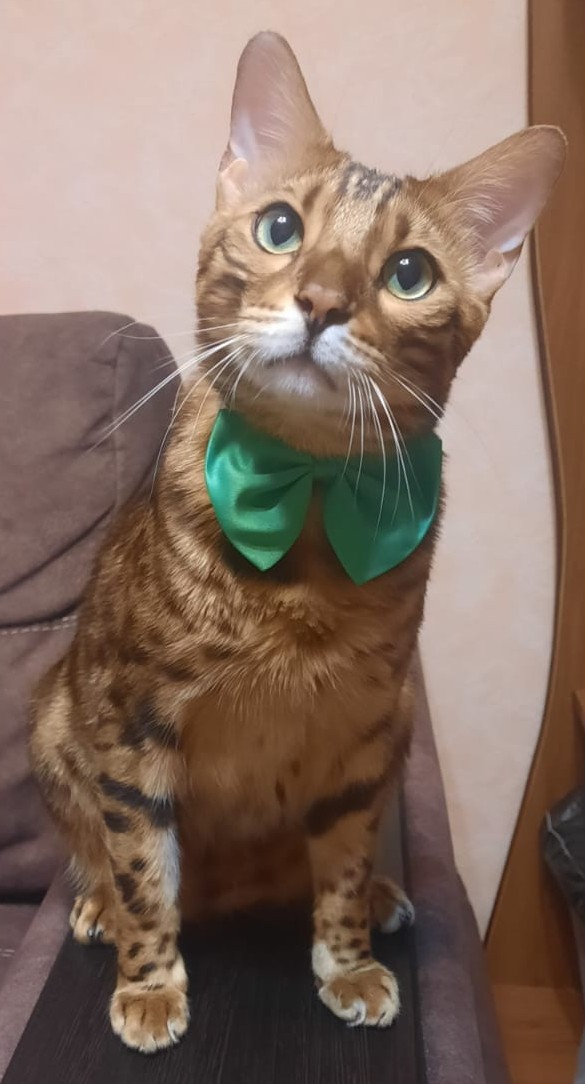 Котовторник. Где коты? Мой вот!
