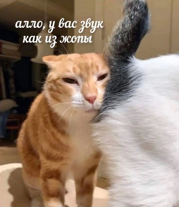 К котовторнику: подборка картинок-баянов с котиками и про котиков. Выпуск 26.