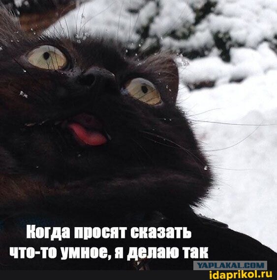Забавные и не очень скромные картинки - 19
