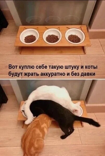 Приколюха для кошек