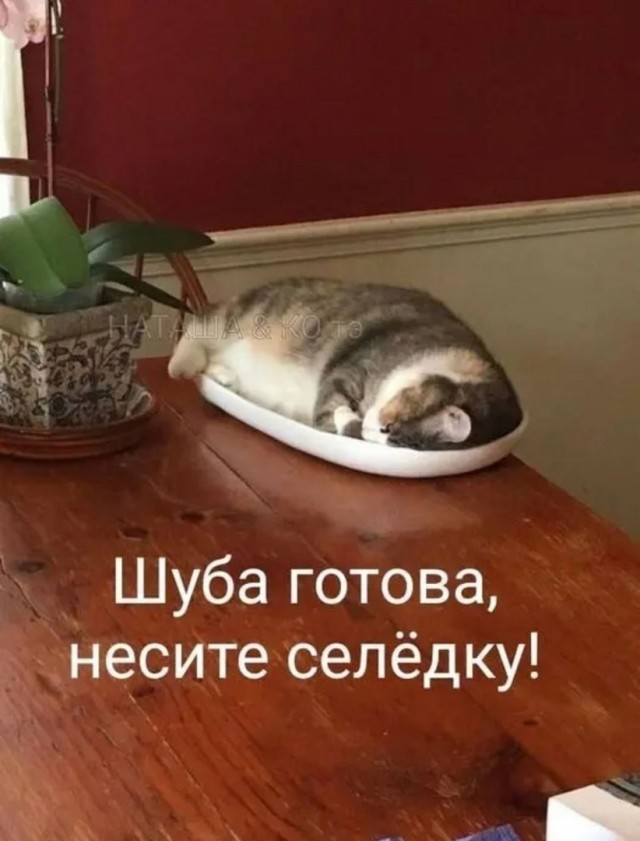 Веселые картинки в пятницу (28.08)