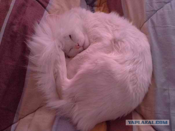 Котовторник 25.02.2014