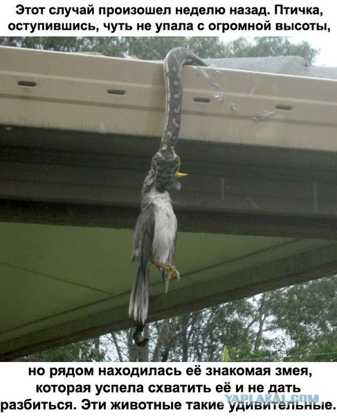 Очередная подборка смешных высказываний