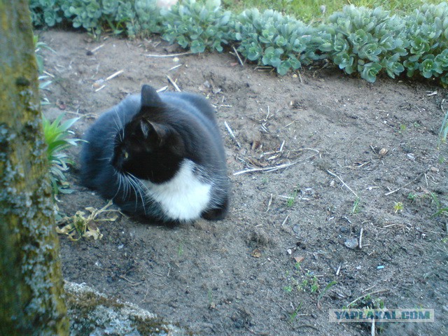Котовторник 20.05.2014