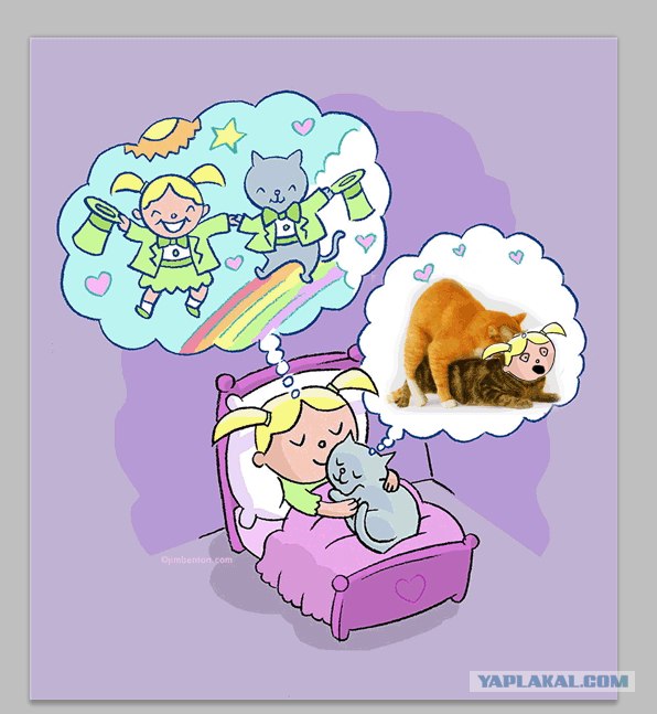 О чем мечтают котики