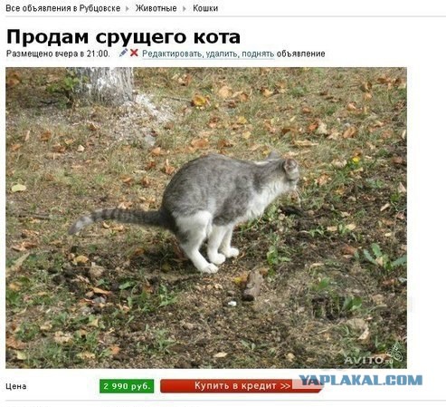 Прикольные картинки на понедельник .