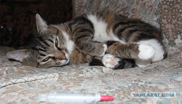 Котовторник 12.08.2014
