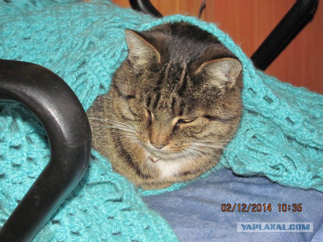 Котовторник 2.12.14