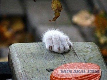 Кошачий Hardcore