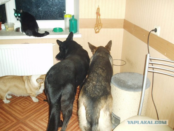 Котовторник