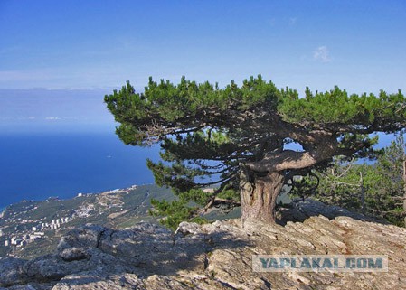 Самые красивые деревья в мире