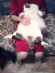 Перепись котопузов открыта=)
