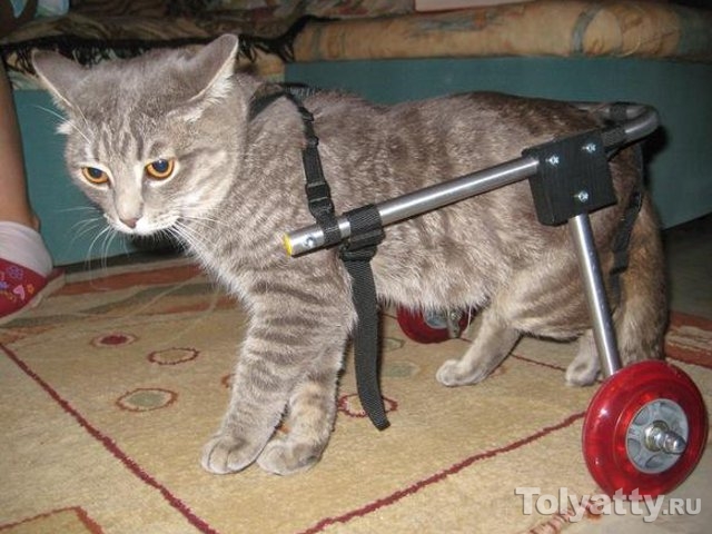 Котя