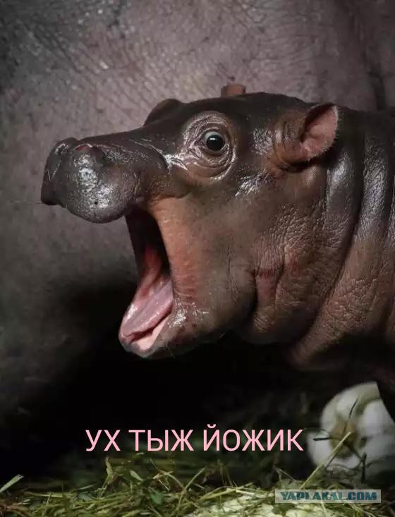 Самые дорогие дома Новой Москвы