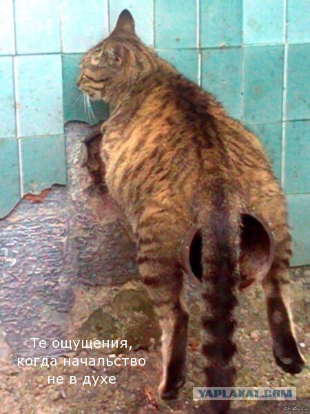 Известные котомемы.