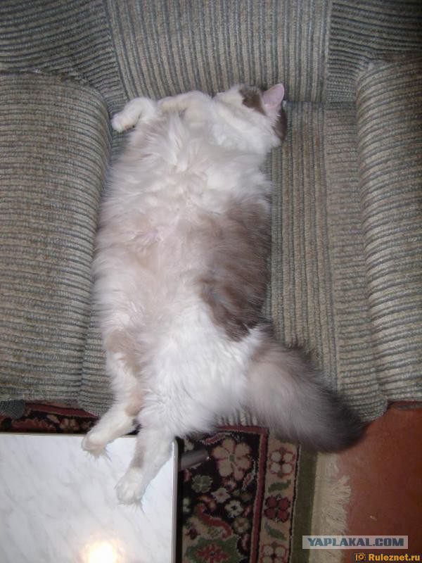 Котовторник 14.07.2015