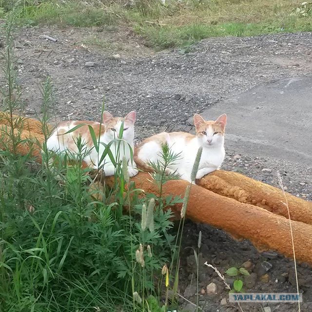 Очаровательные кошки и их мини-копии