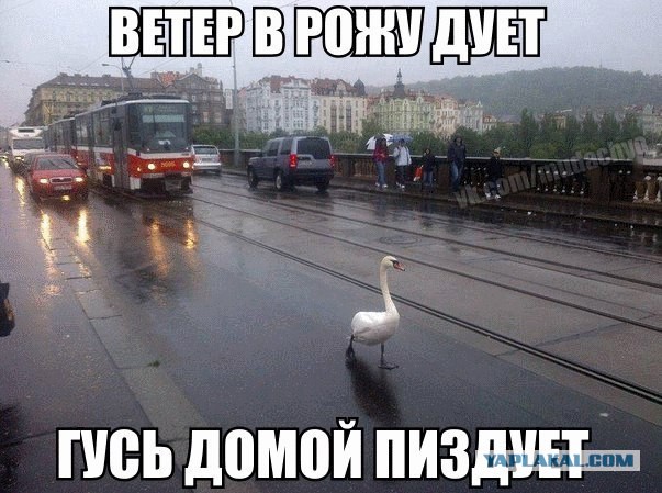 Минутка черного юмора на ЯПе