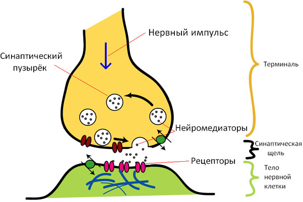 Допинг для ума: модафинил